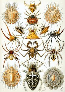 427px-Haeckel_Arachnida