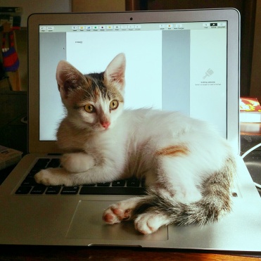 She used to love sitting on our laptops when she was young